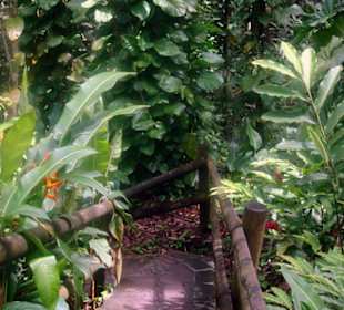 Regenwald im Park Mamelles