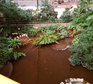 Flamingos und Schildkröten im Regenwald