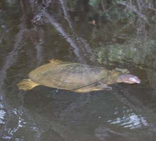 Schildkröte