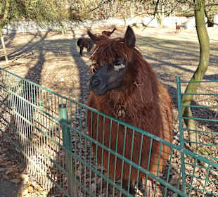 Bergtierpark Odenwald