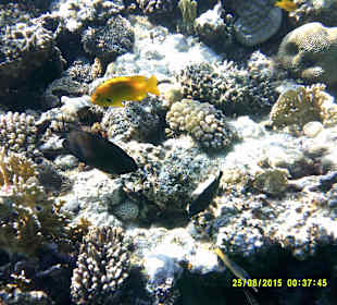 Hauseigenes Riff und ich bin leihe mit einer 0815