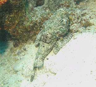 Tauchen bei der DiveConnection über Oototo gebucht