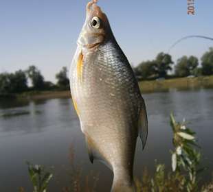 Silver Bream - another regular
