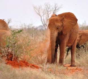 Elephanten beim Staubbaden