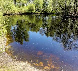 Rundgang durch das Hochmoor des Museums