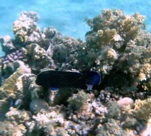 Unterwasserwelt des Riffs