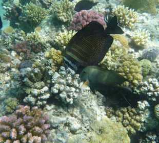 Tauchen am Hausriff Hotel Iberotel Makadi Beach