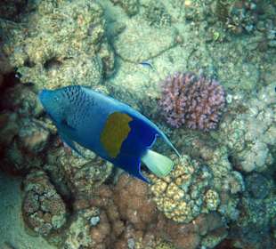 Arabischer Kaiserfisch Hausriff Lahami