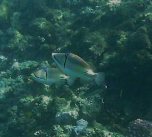 Rotmeerpicassodrücker