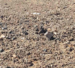 Teide Nationalpark in Las Canadas del Teide