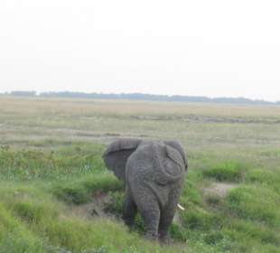 Amazing elefant in the morning