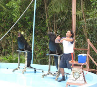 Seelöwen-Show im Manati Park
