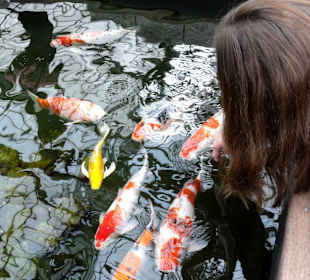 Koi-Karpfen in der Botanika