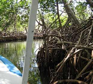 Die Mangroven mit roebtours.de
