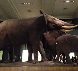 Museum of Natural History