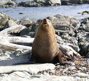 Robbe am Point Kean in Kaikoura
