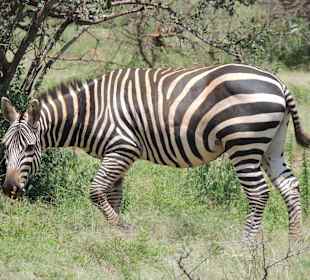 Shimba Hills National Reserve