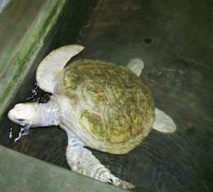Albino-Turtle