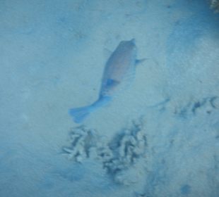 Schnorcheln beim Fort Arabesque