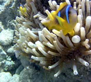 Tauchbasis Extra-Divers Dahab