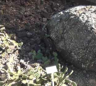 Wüstengarten - Berggarten