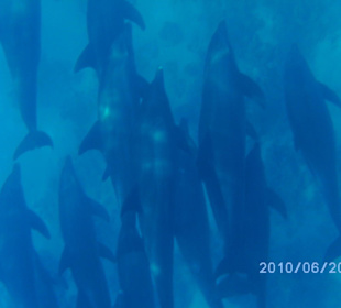 Es waren über 40 Delfine! 