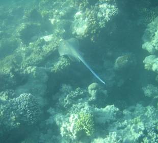 Stachelrochen schwimmt auf Riffkante