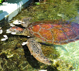 Fütterung der Wasserschildkröten