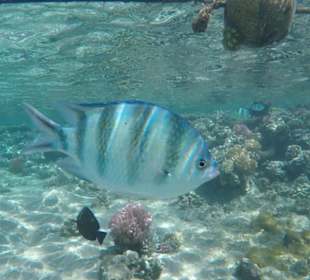 Schnorcheln Makadi Bay