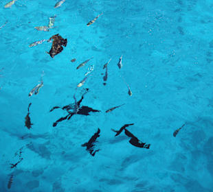 Wo ist Nemo ?