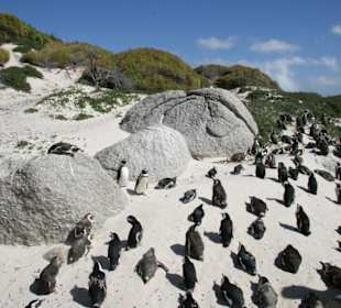 Boulders Beach, jackass penguins