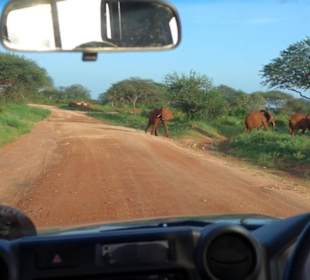 Tsavo Elefanten