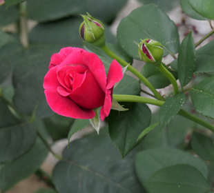 Spaziergang durch den Aachener Stadtgarten
