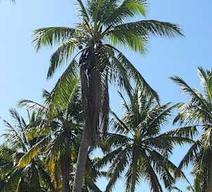 Tropical Jeep Safari