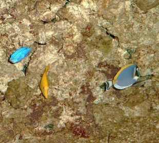 Giftun Insel unter Wasser