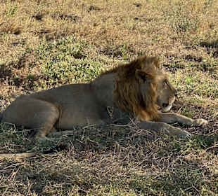 König der Serengeti 