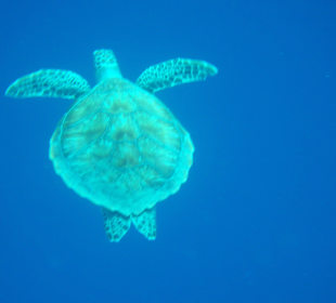 Puh, sind die immer noch hinter mir her 