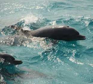 Boots Tour zu den Delphinen