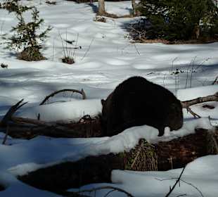 Braunbär