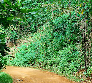 Parque Natural Obô do Príncipe