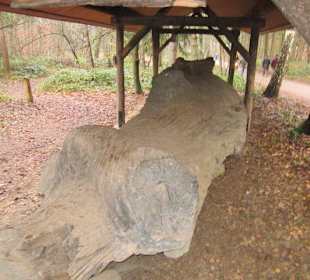 Waldbasar in Dudenhofen