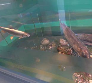 Museum für Naturkunde