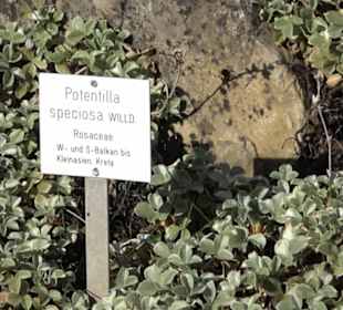 Alpinum