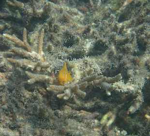 Unterwasserwelt Musandam