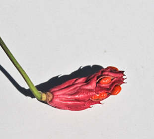 Кладбище Ольсдорф, Гамбург, 16 сентября 2013 года