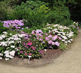 Hortensienblüte im Park der Gärten