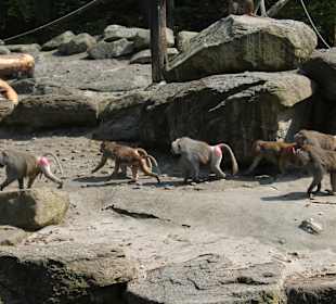 Tierpark Hellabrunn