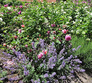 Sommeranfang im Schlossgarten Oldenburg
