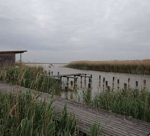 Neusiedler See - das Ufer verschilft