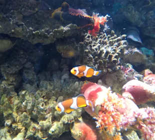 Aquarium / Oceanongrafic